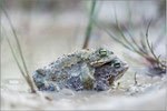 Kreuzkrötenpaar (Bufo calamita), Thüringen 2014