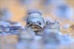 Grasfrosch (Rana temporaria), Thüringen 2012