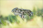 Wechselkröte (Bufo viridis), Thüringen 2014