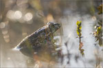 Wechselkröte (Bufo viridis), Thüringen 2014