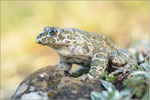 Wechselkröte (Bufo viridis), Thüringen 2014