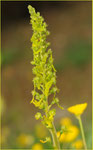 Großes Zweiblatt (Neottia ovata), Thüringen 2009