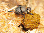 Matte Pillendreher, Sisyphus schaefferi