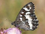 Schattenkönigin, Brintesia circe