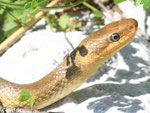 Äskulapnatter, Zamenis longissimus