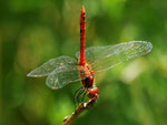 Blutrote Heidelibelle, Sympetrum sanguineum