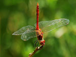 Blutrote Heidelibelle, Sympetrum sanguineum