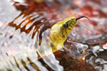 Würfelnatter, Natrix tessellata