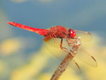 Feuerlibelle, Crocothemis erythraea