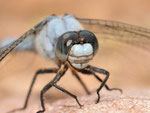 Südlicher Blaupfeil, Orthetrum brunneum