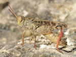 Italienische Schönschrecke, Calliptamus italica