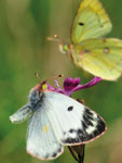 Goldene Acht, Colias hyale