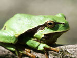 Mittelmeer-Laubfrosch, Hyla meridionalis