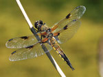 Vierfleck, Libllula quadrimaculata