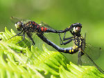 Kleine Moosjunger, Leucorrhinia dubia