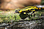Feuersalamander, Salamandra salamandra
