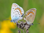 Argus-Bläuling, Kopula, Plebejus argus, Sachsen-Anhalt