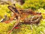 Grasfrosch, Rana temporaria