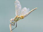 Frühe Heidelibelle, Sympetrum fonscolobii