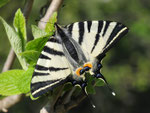 Segelfalter, Iphiclides podalirius