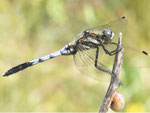 Östlicher Blaupfeil, Orthetrum albystylum