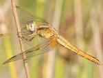 Feuerlibelle, Crocothemis erythraea