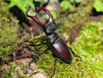 Hirschkäfer, Lucanus cervus