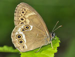 Gelbringfalter, Lopinga achine