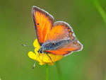 Lilagold-Feuerfalter, Männchen, Lycaena hippothoe, Slowenien