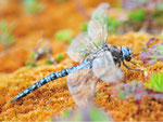 Alpen-Mosaikjungfer, Aeshna caerulea, Schweden