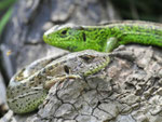 Zauneideche, Lacerta agilis