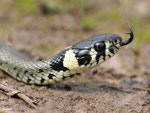Ringelnatter, Natrix natrix