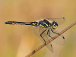Schwarze Heidelibelle, Sympetrum danae
