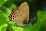 Pflaumen-Zipfelfalter, Satyrium pruni, Lohr a.Main
