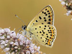 Brauner Feuerfalter, Lycaena tityrus