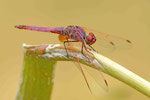 Violetter Sonnenzeiger, Trithemis annulata