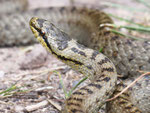 Schlingnatter, Coronella austriaca