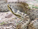 Schlingnatter, Coronella austriaca