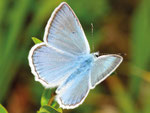 Zahnflügel-Bläuling, Männchen, Polyommatus daphnis