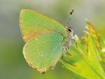 Grüner Zipfelfalter, Callophrys rubi
