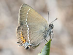 Kreuzdorn-Zipfelfalter, Satyrium spini