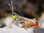 Gefleckte Keulenschrecke, Myrmeleotettix maculatus