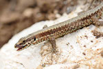 Mauereidechse, Podarcis muralis
