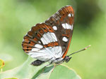 Limenitis reducta, Blauschiller-Eisvogel