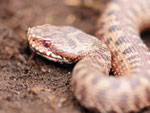 Kreuzotter, Vipera berus