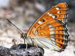 Großer Eisvogel, Limenitis populi