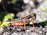 Gewöhnliche Gebirgsschrecke, Podisma pedestris