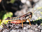 Gewöhnliche Gebirgsschrecke, Podisma pedestris