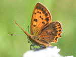 Dukaten-Feuerfalter, Weibchen, Lycaena virgaureae, Odenwald