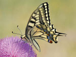 Schwalbenschwanz, Papilio machaon
